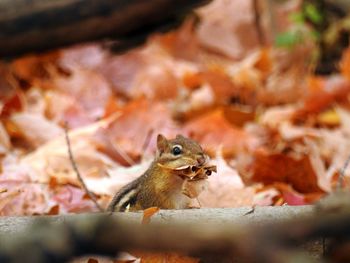 Close-up of chipmunk