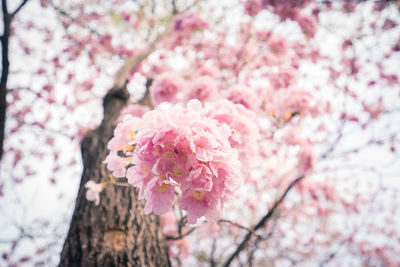 Selective focus of beautiful branches of sakura pink on the tree, pink flowers in the park.