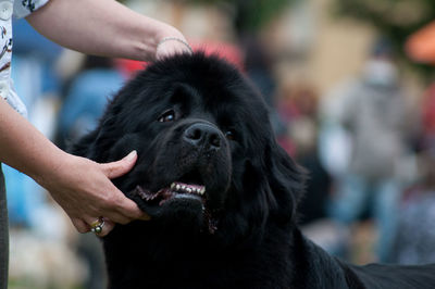 Midsection of woman with dog