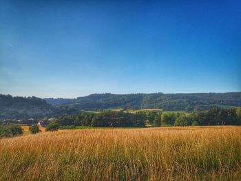 Scenic view of field against clear blue sky