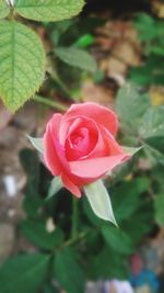 Close-up of pink rose blooming outdoors