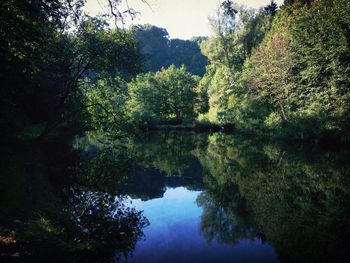 Reflection of trees in calm lake