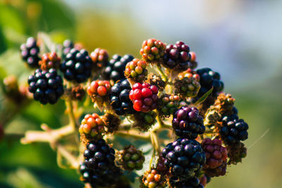 Close-up of berries growing on tree