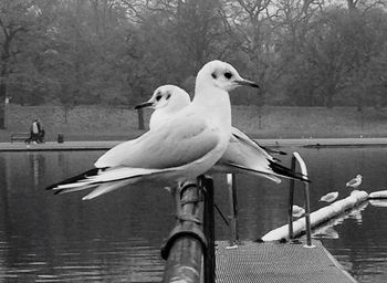 Close-up of bird perching on tree by lake