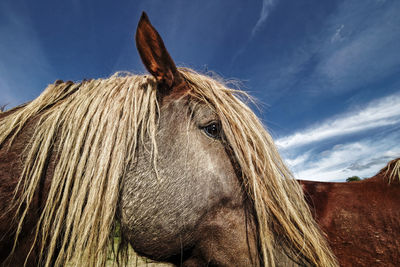 Close-up of horse against sky