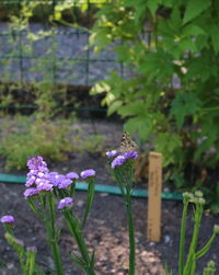 Purple flowering plants on field