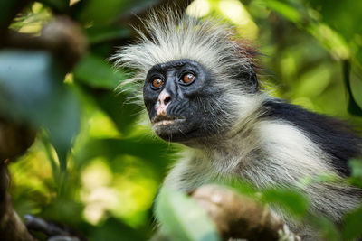 Close-up of monkey looking away in forest