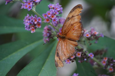 Close-up of insect on flower