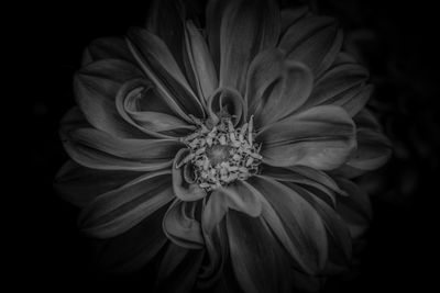 Close-up of flowering plant against black background