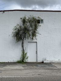 Tree by building against sky