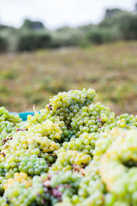 Close-up of grapes growing in vineyard