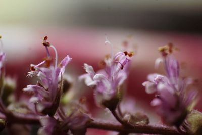 Close-up of purple flowering plants