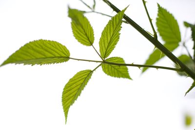 Close-up of fresh green plant