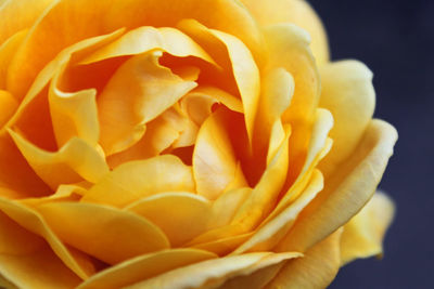 Close-up of yellow rose against black background