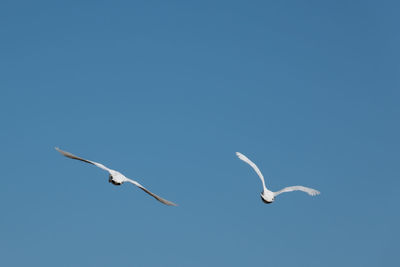 Low angle view of seagulls flying