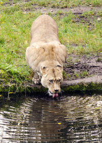 Lion drinking water in grass