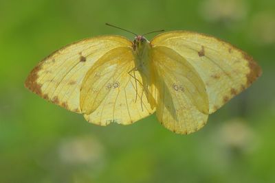 Close-up of butterfly on yellow flower