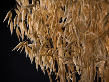 Oats on a black background