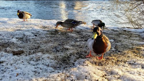 View of birds on the beach