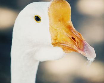 Close-up of swan