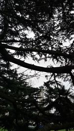 Low angle view of silhouette trees against sky