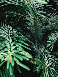 Close-up of palm tree leaves