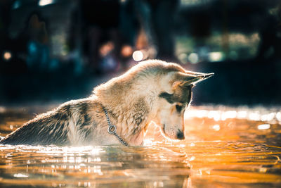 Dog drinking water in lake