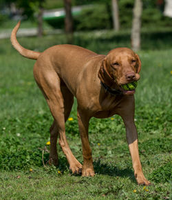Vizsla with ball in mouth running on grassy field