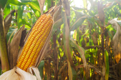 Close-up of corn