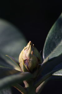 Close-up of flower bud