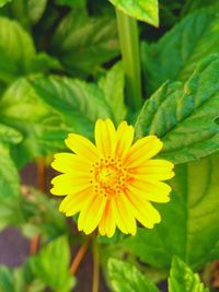 Close-up of yellow flower blooming in garden