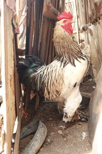 View of rooster on wood