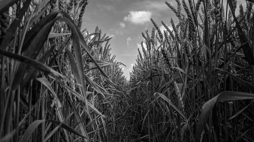 Close-up of crops on field against sky