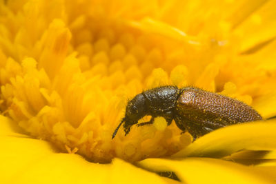 Close-up of insect on yellow flower