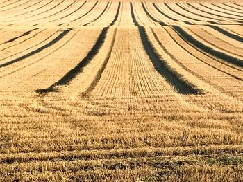 Full frame shot of wheat field