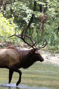 Horse standing in a field