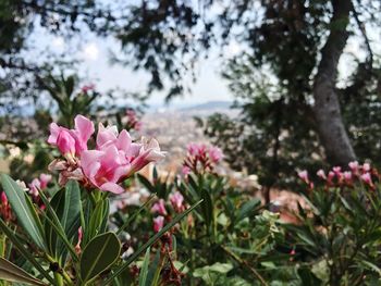 Close-up of pink flowers in park