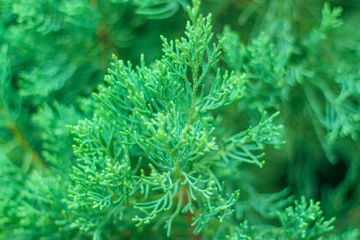 Full frame shot of fresh green plants