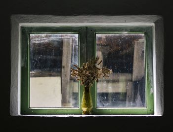 Plants seen through window
