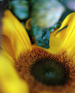 Close-up of yellow flower pollen