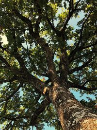 Low angle view of tree against sky