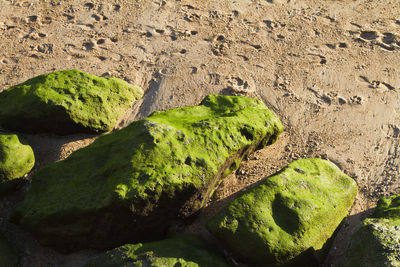 High angle view of moss growing on rock