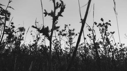 Low angle view of trees against sky