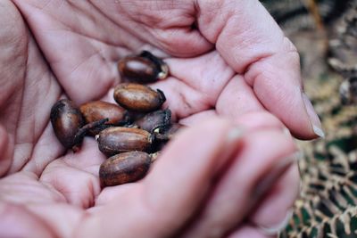 Cropped hands of woman holding seed