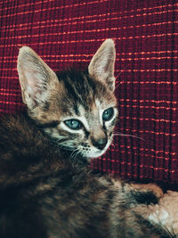 Close-up portrait of cat relaxing against brick wall