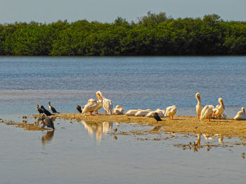 White pelicans ,anhingas resting , blue water sand barr ,mangroves 