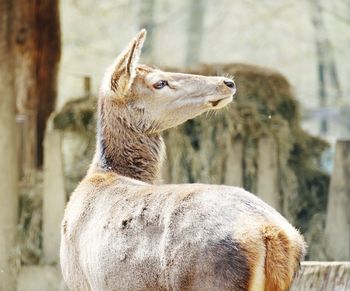 Close-up of a horse looking away