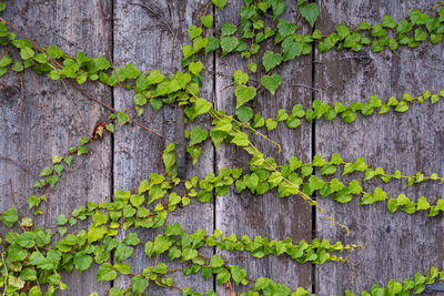 Close-up of ivy growing on wall