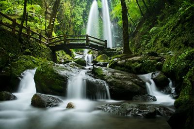 Scenic view of waterfall in forest