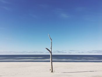 Bare tree at beach against sky